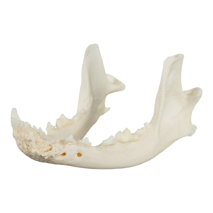 Real Domestic Dog Skull - Boxer