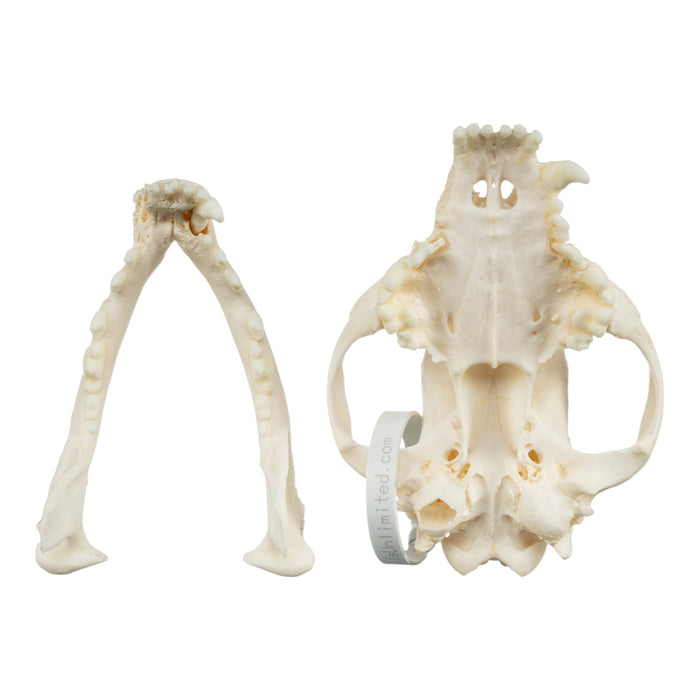 Real Domestic Dog Skull - Boxer