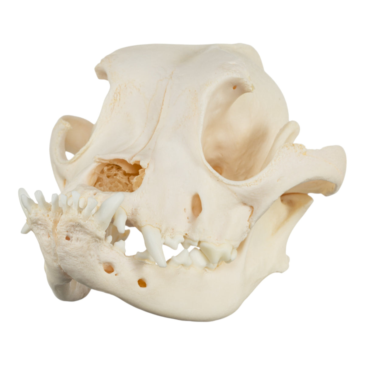 Skull Rreal Real Boxer Skull For Sale — Skulls Unlimited International, Inc.