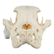 Real Domestic Dog Skull - Boxer