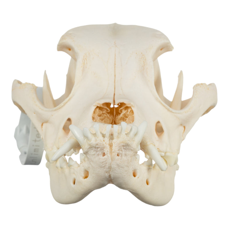 Real Domestic Dog Skull - Boxer