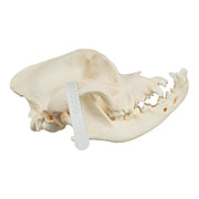 Real Domestic Dog Skull - Boxer