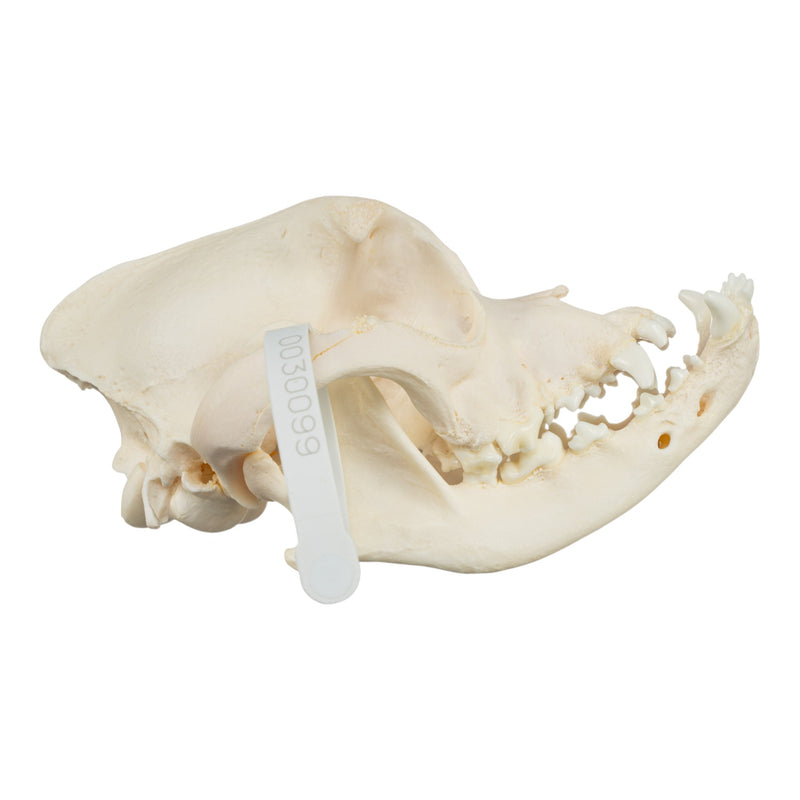Real Domestic Dog Skull - Boxer