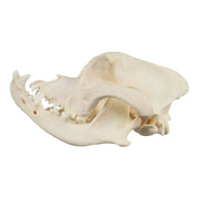 Real Domestic Dog Skull - Boxer