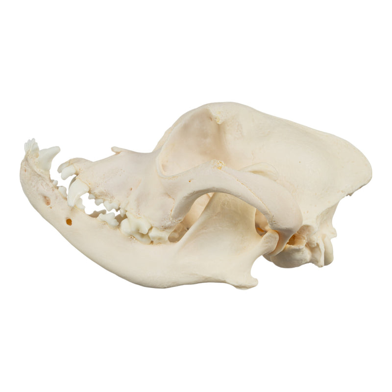 Real Domestic Dog Skull - Boxer