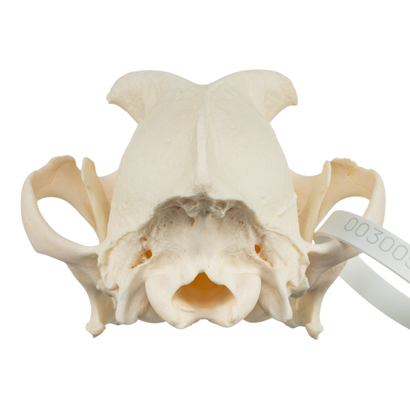Real Domestic Dog Skull - Boxer