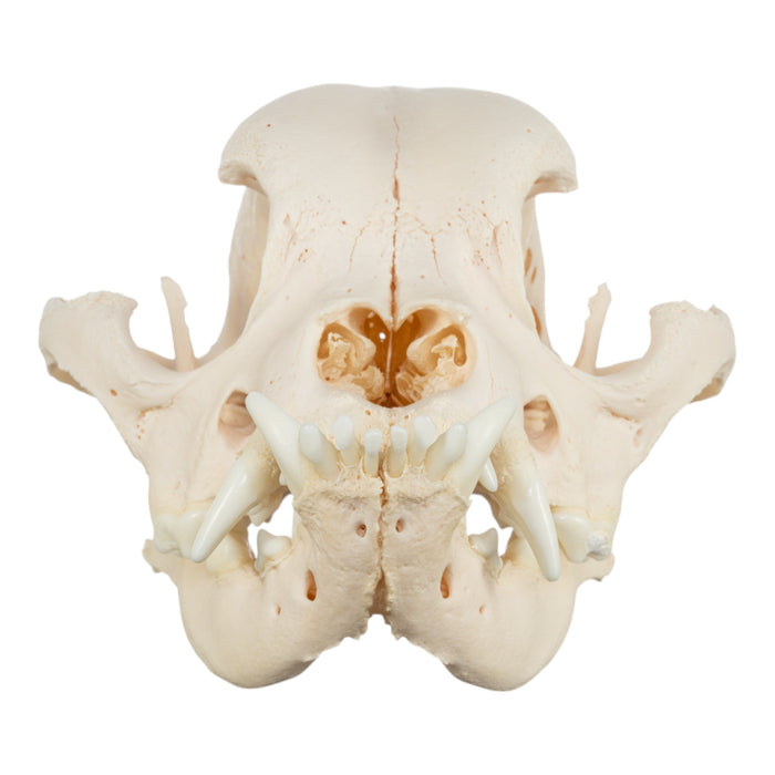 Real Domestic Dog Skull - English Bulldog (Pathology)