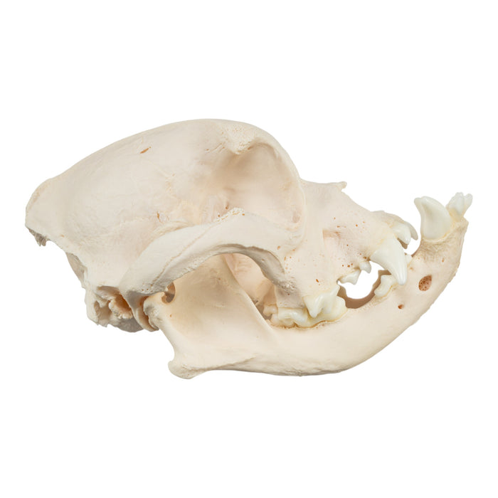 Real Domestic Dog Skull - English Bulldog (Pathology)