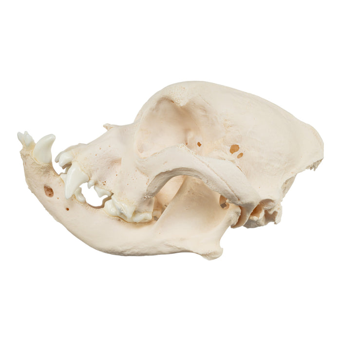 Real Domestic Dog Skull - English Bulldog (Pathology)