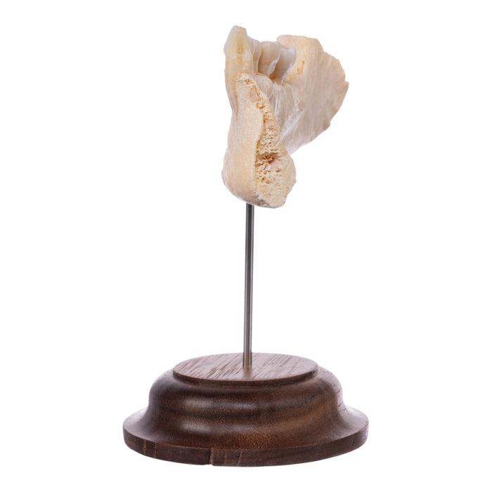 Real Human Partial Mandible On Stand