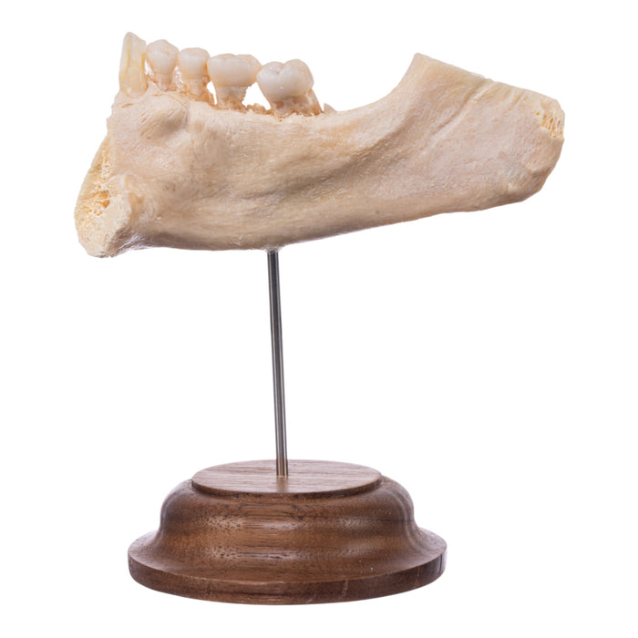 Real Human Partial Mandible On Stand