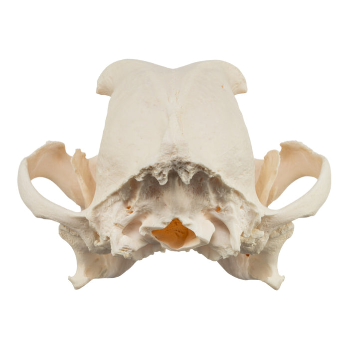 Real Domestic Dog Skull - English Bulldog (Pathology)