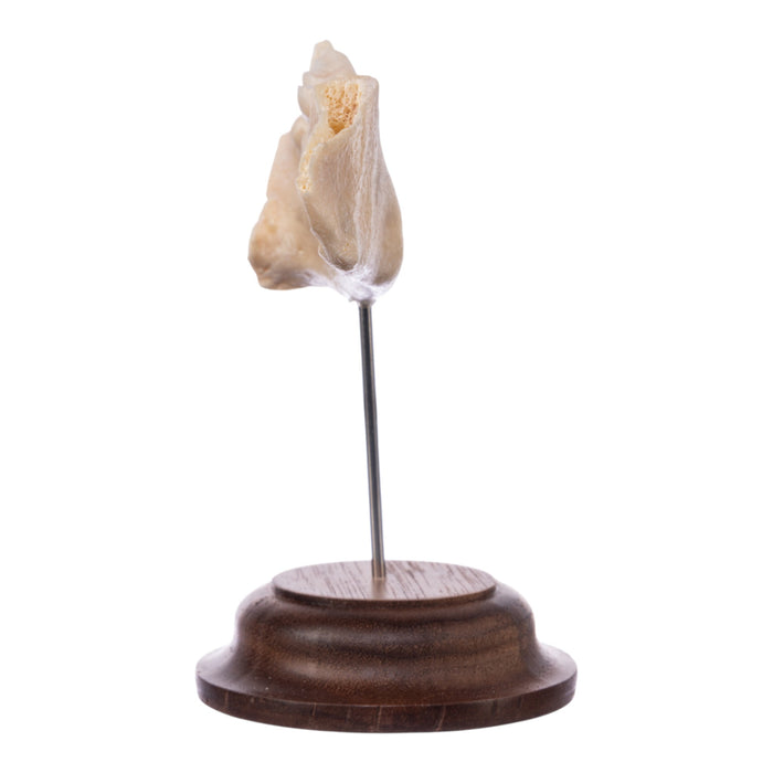 Real Human Partial Mandible On Stand
