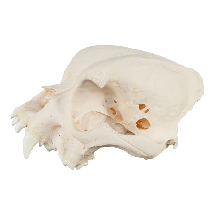 Real Domestic Dog Skull - English Bulldog (Pathology)