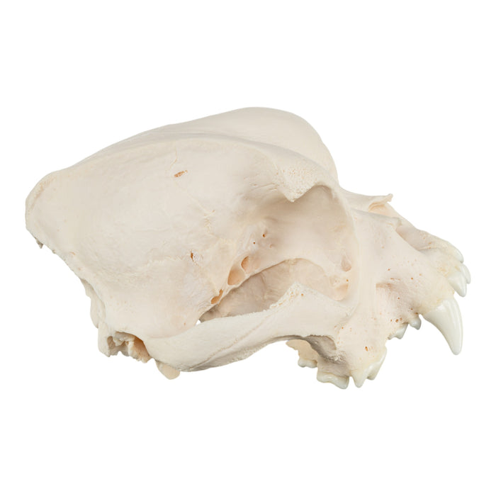 Real Domestic Dog Skull - English Bulldog (Pathology)