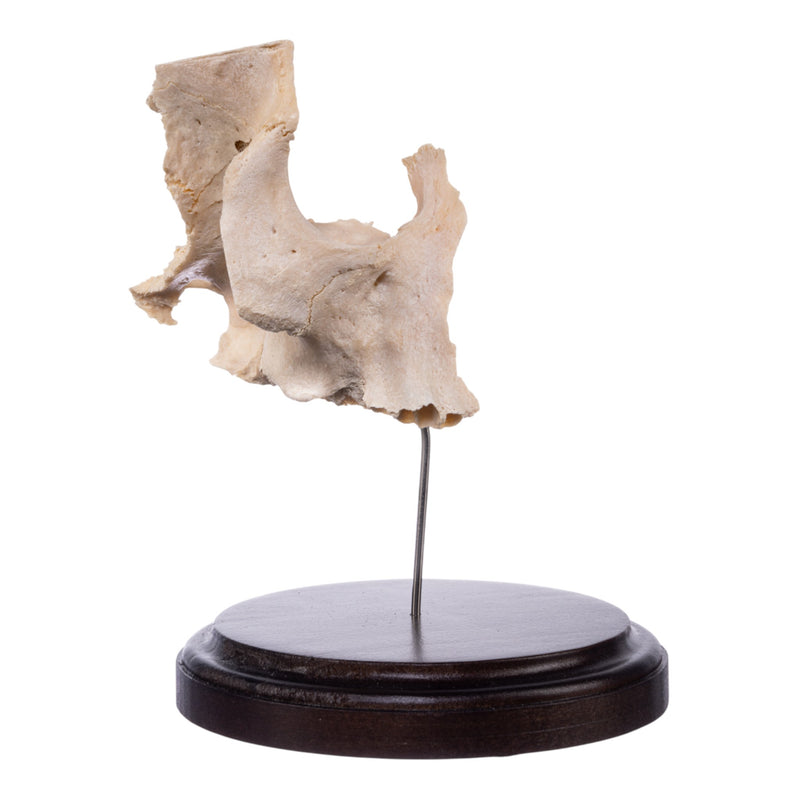 Real Human Partial Maxilla and Occipital Bone on Stand