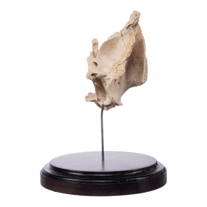 Real Human Partial Maxilla and Occipital Bone on Stand