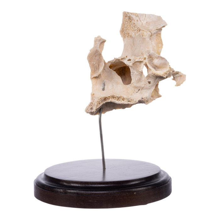 Real Human Partial Maxilla and Occipital Bone on Stand