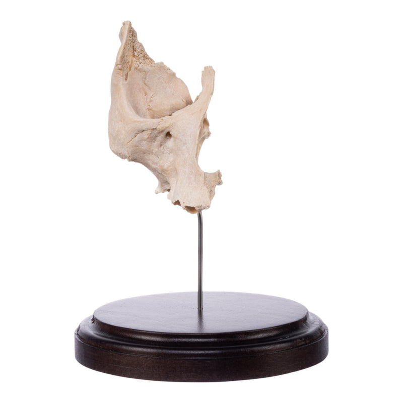 Real Human Partial Maxilla and Occipital Bone on Stand