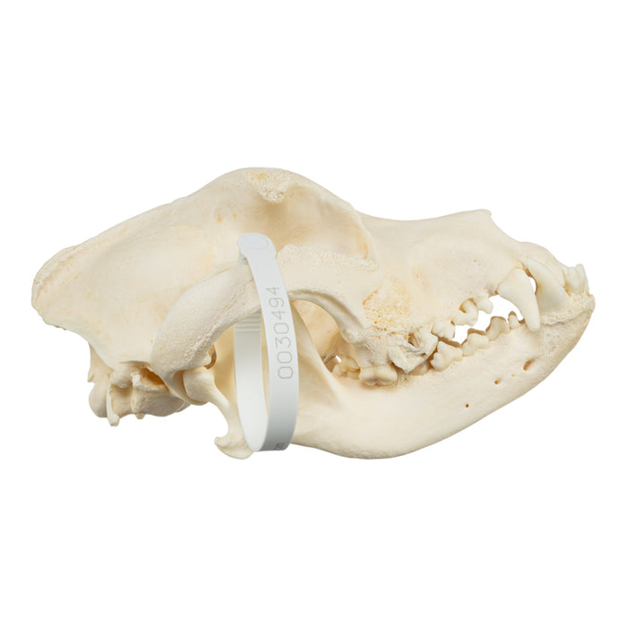 Real Domestic Dog Skull - Saint Bernard (Periodontal)