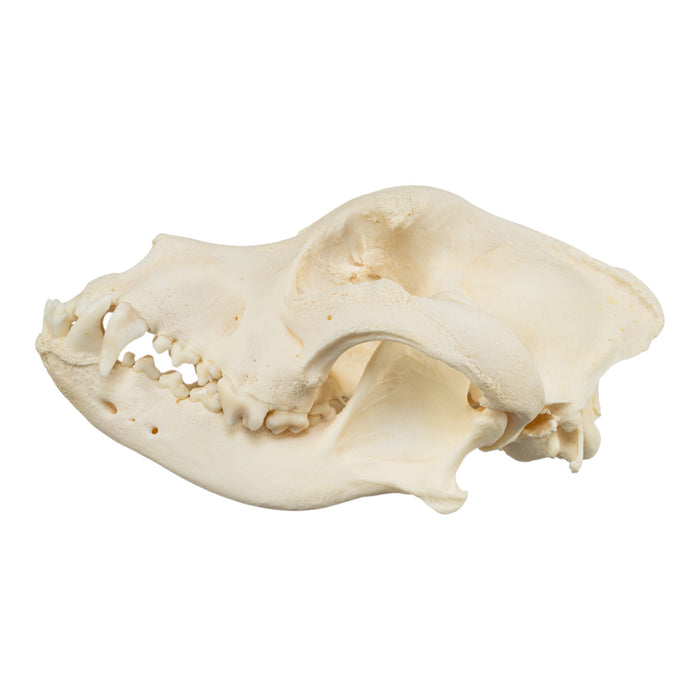 Real Domestic Dog Skull - Saint Bernard (Periodontal)