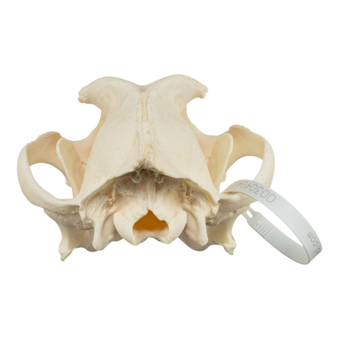 Real Domestic Dog Skull - Saint Bernard (Periodontal)