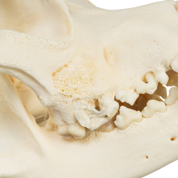 Real Domestic Dog Skull - Saint Bernard (Periodontal)