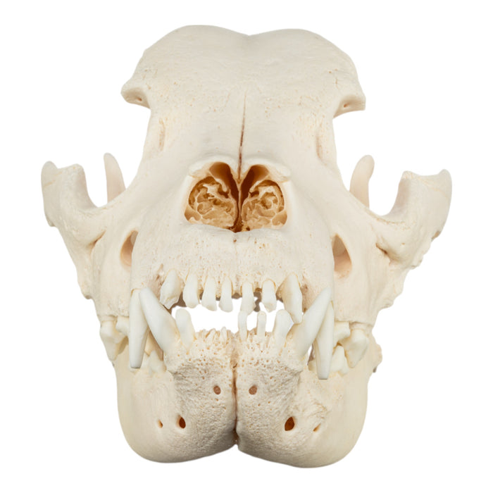 Real Domestic Dog Skull - Mastiff