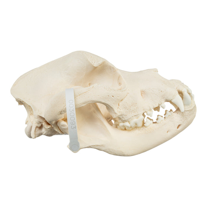 Real Domestic Dog Skull - Mastiff