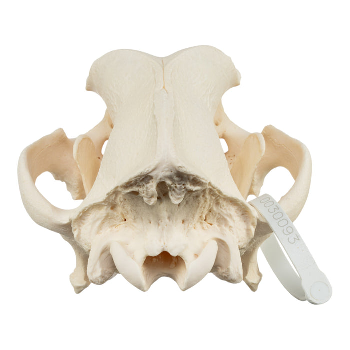 Real Domestic Dog Skull - Mastiff