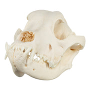Real Domestic Dog Skull - Mastiff (Periodontal)