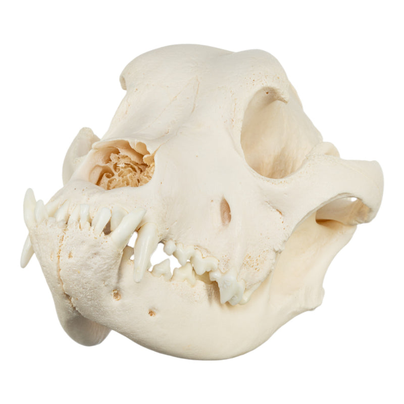 Real Domestic Dog Skull - Mastiff (Periodontal)