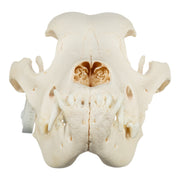 Real Domestic Dog Skull - Mastiff (Periodontal)