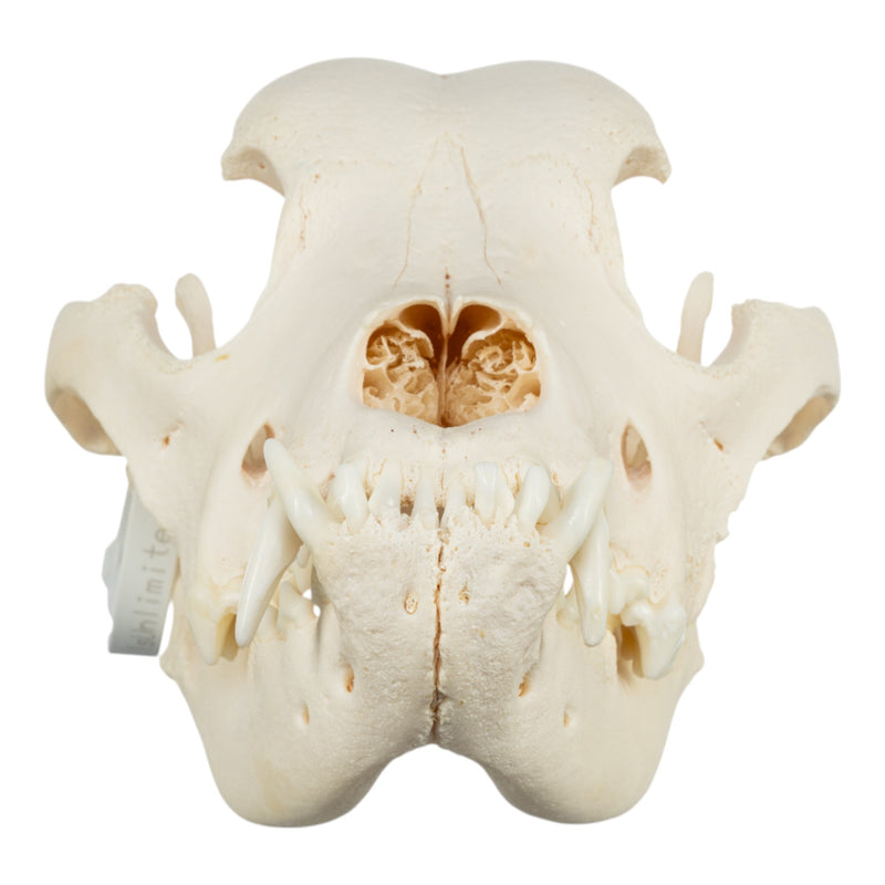 Real Domestic Dog Skull - Mastiff (Periodontal)