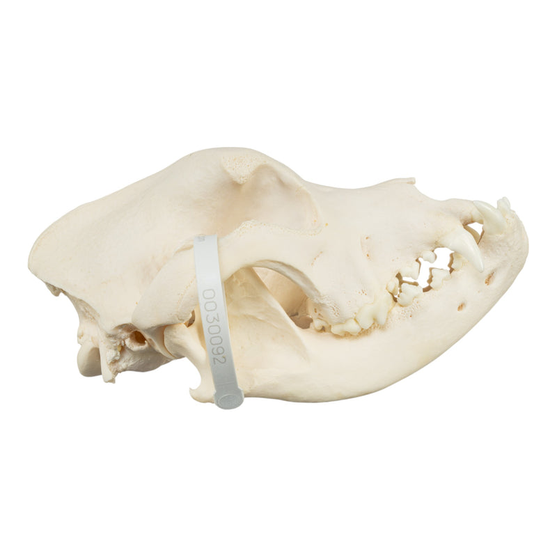 Real Domestic Dog Skull - Mastiff (Periodontal)