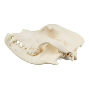 Real Domestic Dog Skull - Mastiff (Periodontal)