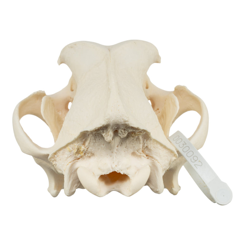 Real Domestic Dog Skull - Mastiff (Periodontal)