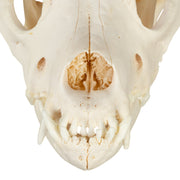 Real Domestic Dog Skull - Mastiff (Periodontal)