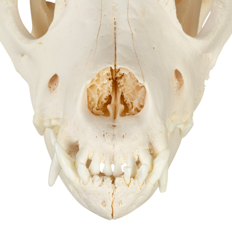 Real Domestic Dog Skull - Mastiff (Periodontal)