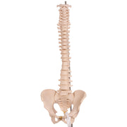 Real Human Spine, Sacrum, and Pelvis