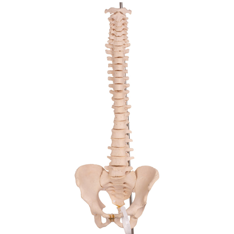 Real Human Spine, Sacrum, and Pelvis