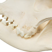 Real Domestic Dog Skull - Mastiff (Periodontal)