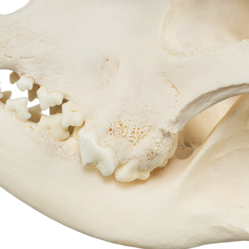 Real Domestic Dog Skull - Mastiff (Periodontal)
