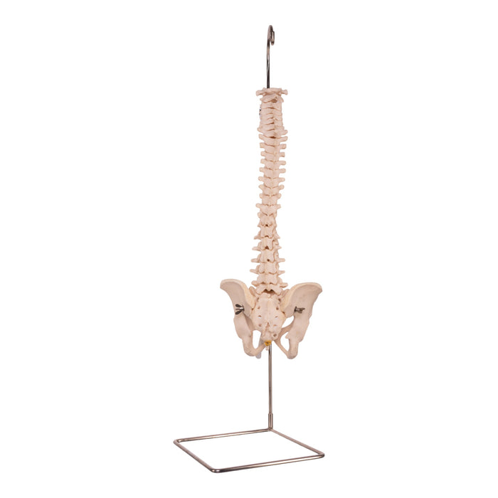Real Human Spine, Sacrum, and Pelvis