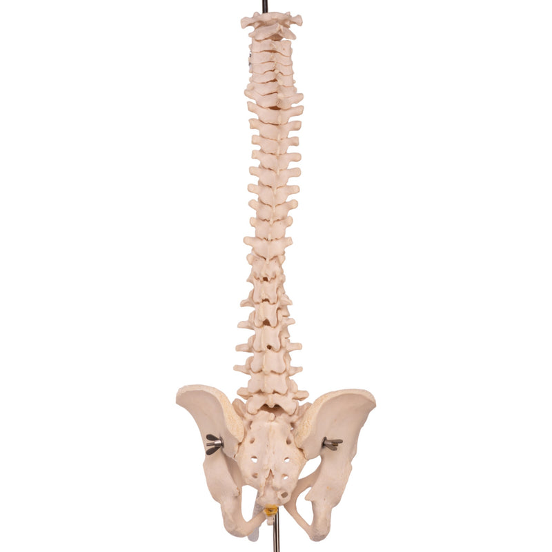 Real Human Spine, Sacrum, and Pelvis
