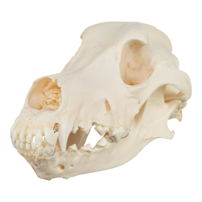 Real Domestic Dog Skull - Bloodhound (Periodontal)
