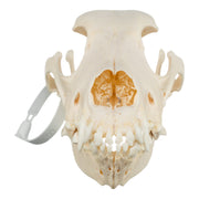 Real Domestic Dog Skull - Bloodhound (Periodontal)