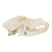 Real Domestic Dog Skull - Bloodhound (Periodontal)