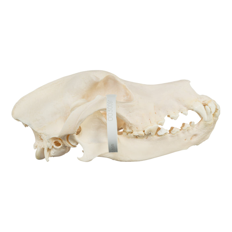 Real Domestic Dog Skull - Bloodhound (Periodontal)