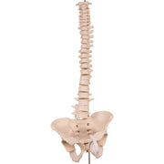 Real Human Spine, Sacrum, and Pelvis